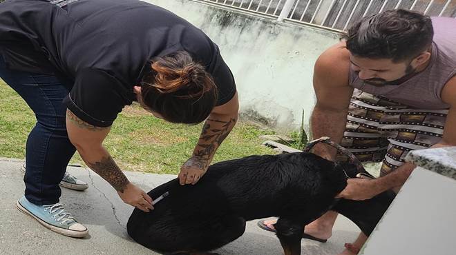 Prefeitura vacina mais de 11 mil animais contra a raiva na primeira fase da campanha