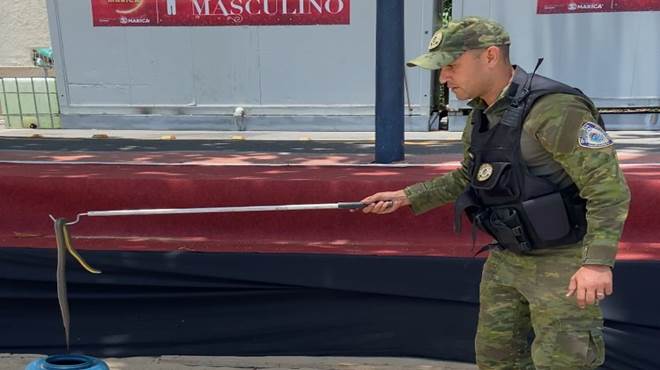 Guarda Municipal resgata cobra em Araçatiba