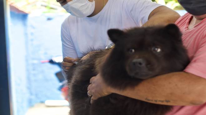 Prefeitura realiza Campanha de Vacinação Antirrábica Animal em toda a cidade