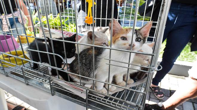 Feira de adoção de cães e gatos acontece neste domingo (27/11)
