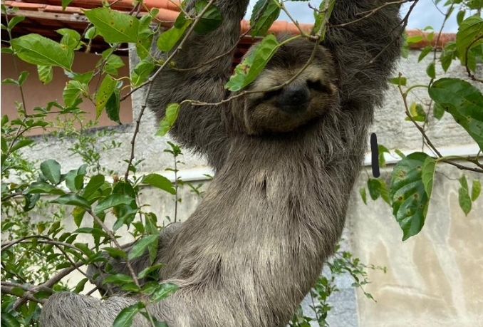 Guarda Municipal resgata bicho preguiça em Itaipuaçu