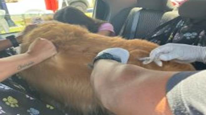 vacinação antirrábica animal no sistema drive-thru