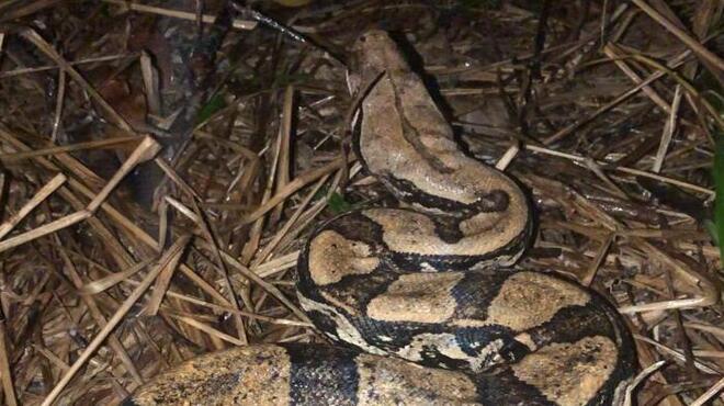 Guarda Municipal de Maricá resgata jiboia em Jaconé