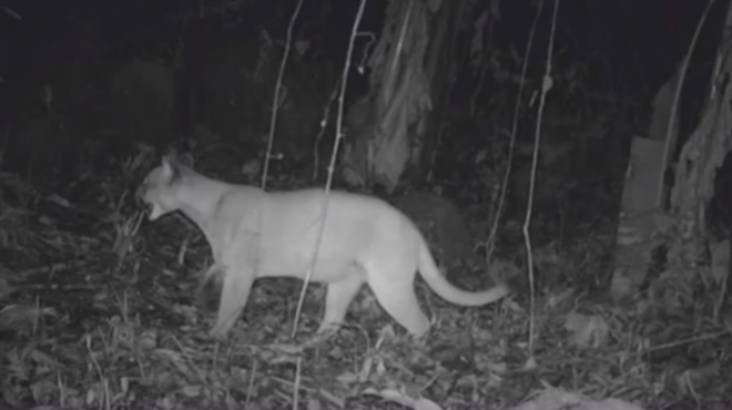 Onça-parda é vista pela segunda vez em Maricá