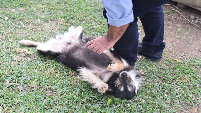 Proteção Animal de Maricá abrirá 200 vagas no programa Mumbucão