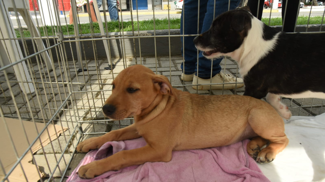 Maricá promove nova campanha de adoção de cães e gatos