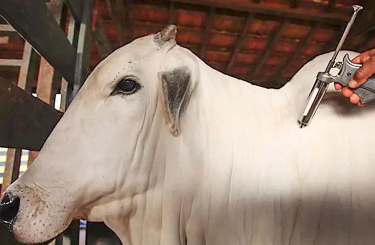 Vacinação contra febre aftosa será suspensa em 16 estados e no DF