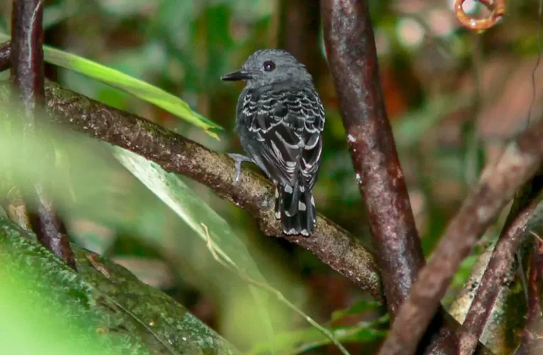 Mudanças climáticas do passado impactaram genética de ave na Amazônia