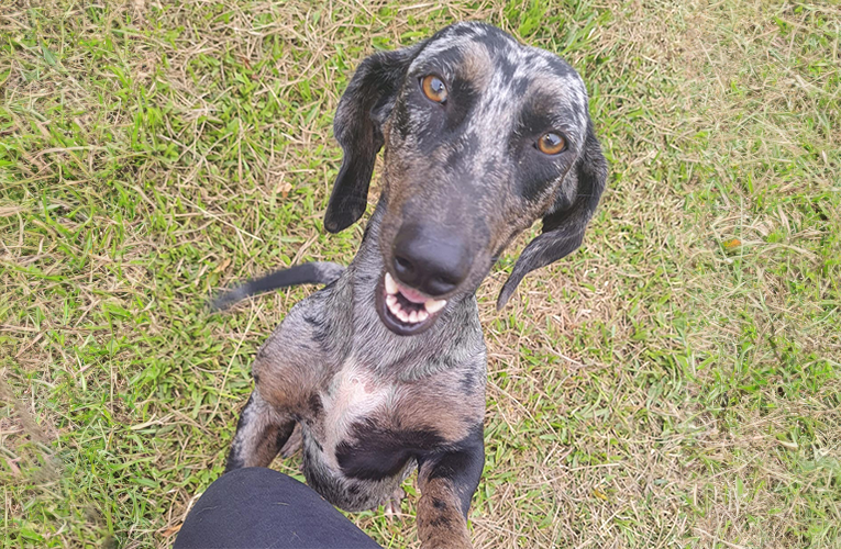 Proteção Animal promoveu inscrições para castração nesta quinta-feira (18/04)