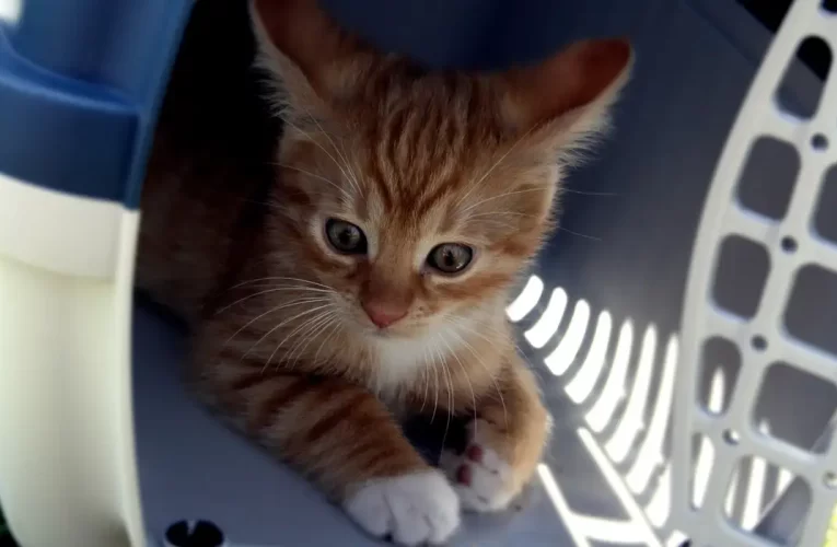 Médicos veterinários pedem regulamentação para transporte de animais