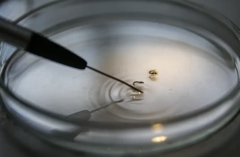 Brasil supera 1 mil mortes por dengue este ano