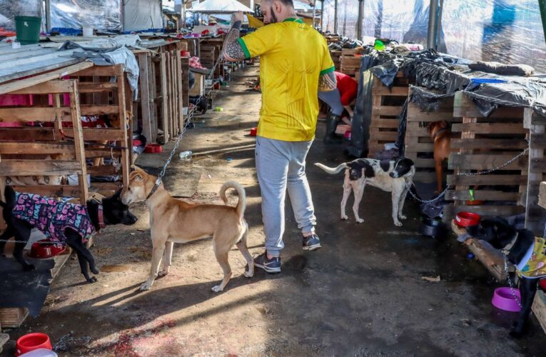 Animais domésticos continuam sendo resgatados no RS