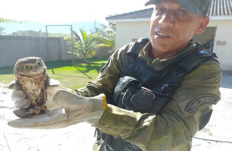 Guarda Municipal resgata coruja-buraqueira em Itaipuaçu