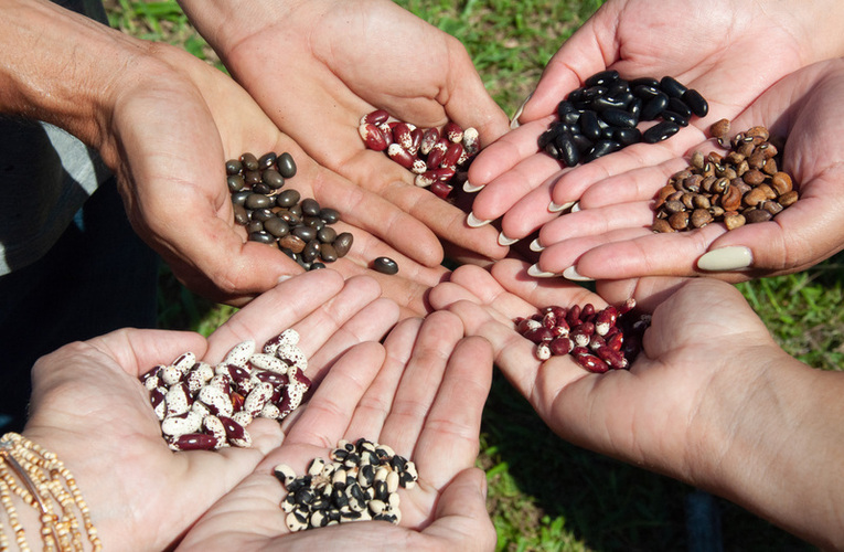 Variedades de feijões fazem parte de horta do Inova