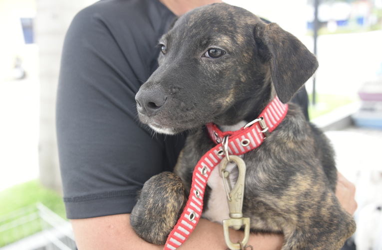 Itaipuaçu recebe Campanha de adoção de cães e gatos neste sábado (04/05)