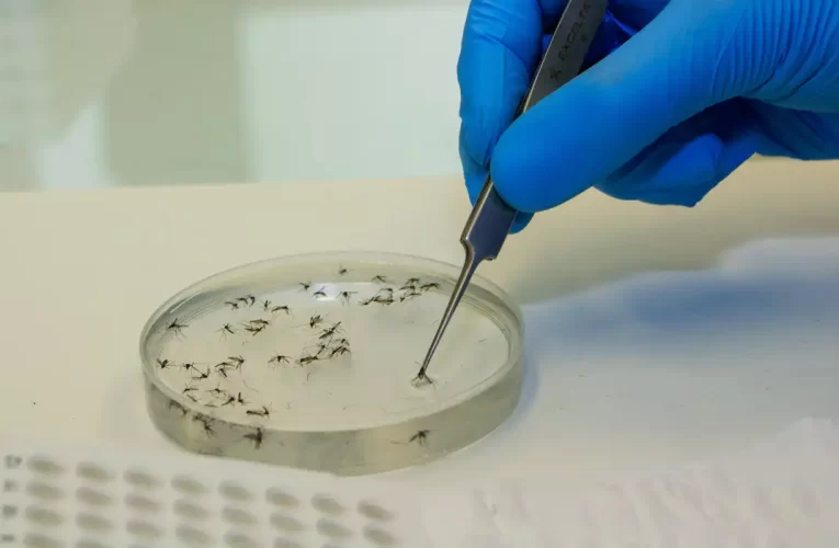Brasil vai ampliar uso da bactéria wolbachia no combate à dengue