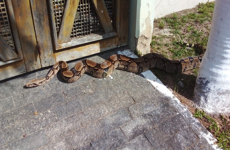 Animais silvestres são resgatados em Inoã e Ponta Negra