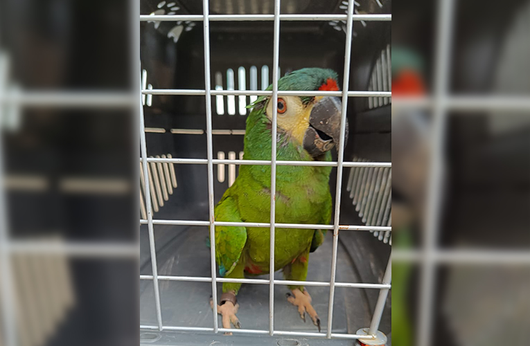 Resgatada em Itaipuaçu arara vulnerável à extinção