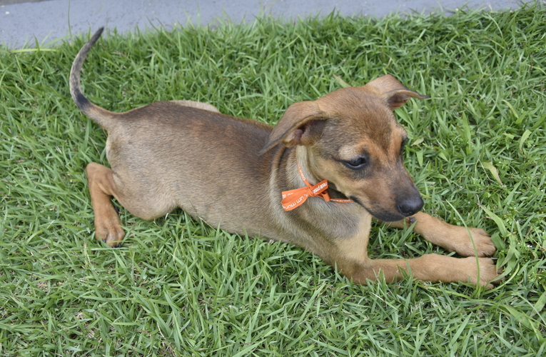 Campanha de adoção de cães e gatos acontece neste sábado