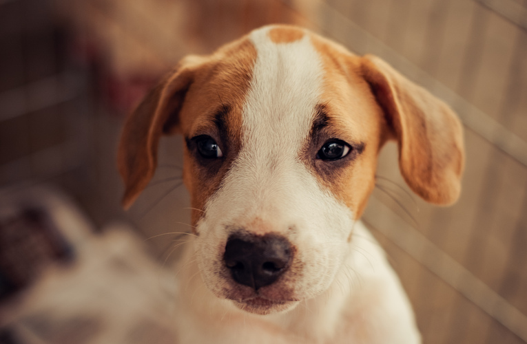 Feira de adoção deste sábado movimentou Itaipuaçu