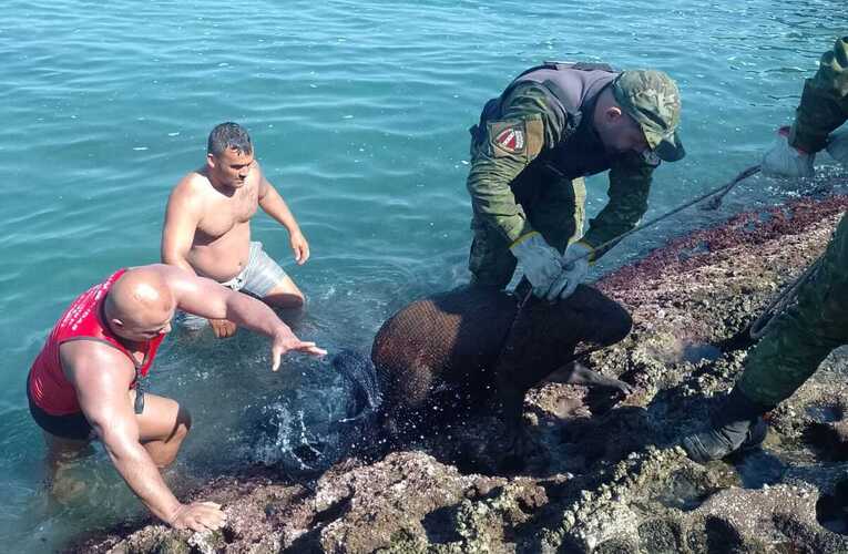 Guarda Municipal resgata capivara ferida na praia de Ponta Negra