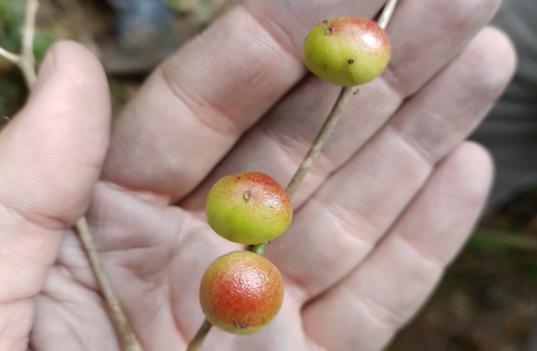 Árvore frutífera rara é descoberta em Maricá