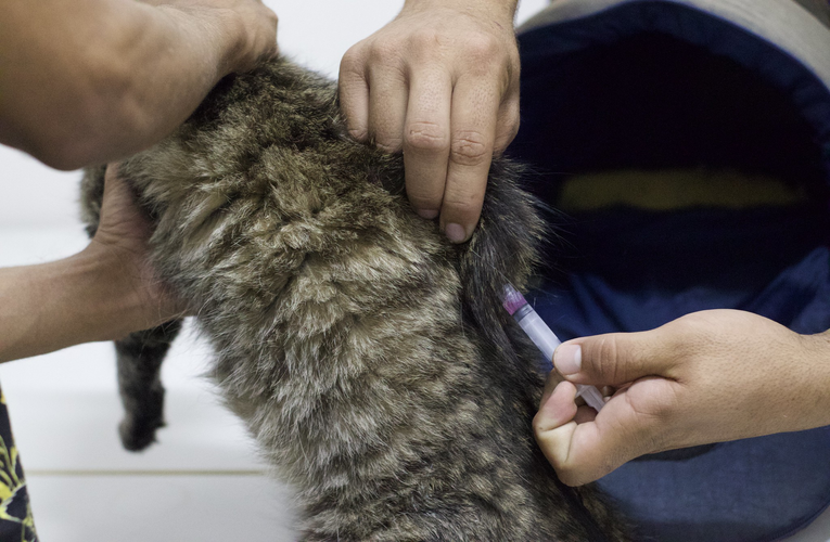Campanha de Vacinação Antirrábica em Inoã e Itaipuaçu neste sábado (30/11)