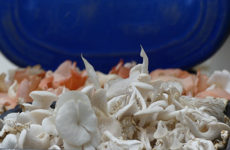 Maricá amplia produção com cogumelos comestíveis