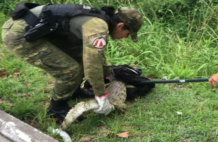 Guarda Municipal de Maricá resgata jacaré-do-papo-amarelo