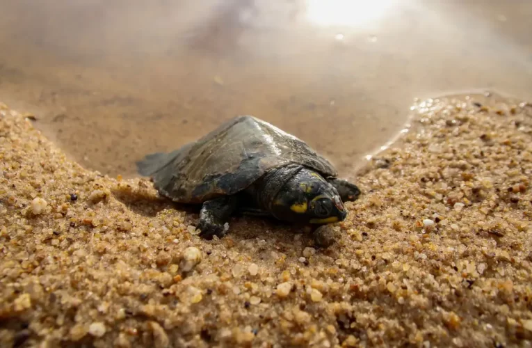 Força-Tarefa Resgata Filhotes no Maior Berçário de Quelônios do Brasil em Meio a Crise Climática