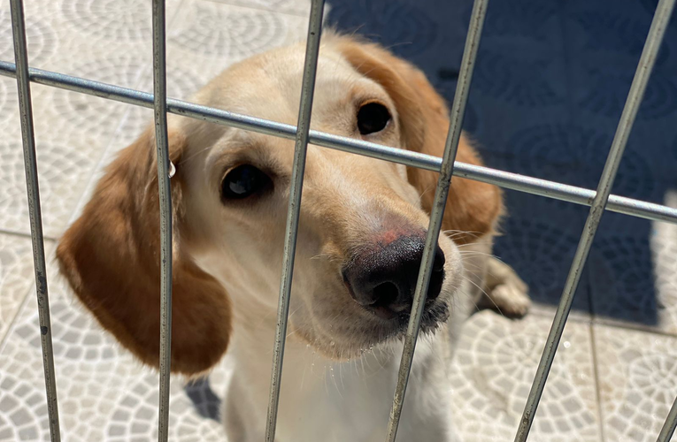 Feira de adoção de cães e gatos neste sábado (07/12)