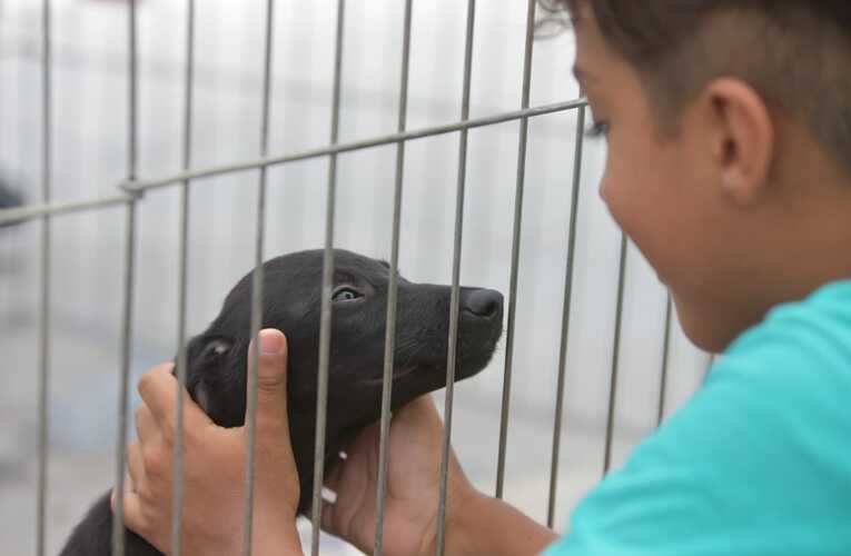 Feira de adoção em Maricá encontra casas para 26 animais