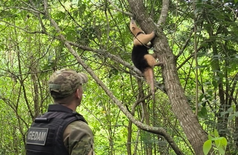 Gedam resgata tamanduá-mirim em Itapeba