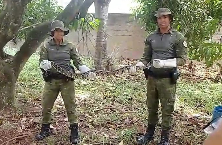 Gedam resgatar jiboia em Itaipuaçu e devolve à natureza