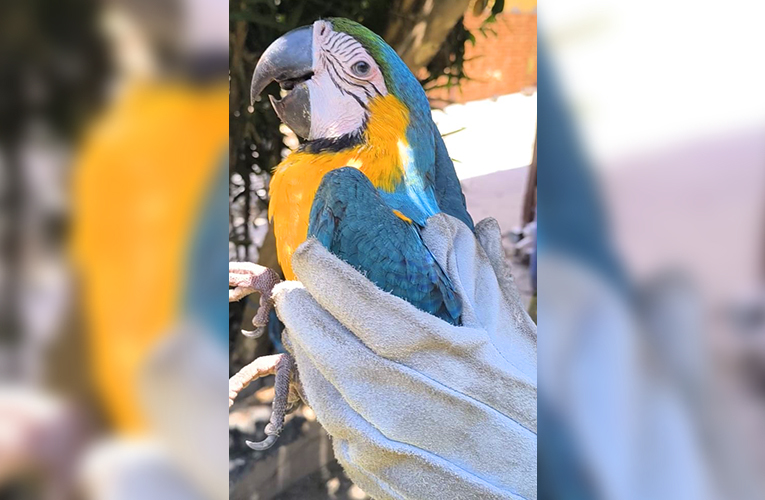 Arara-canindé é resgatada em Itaipuaçu pela Segurança Cidadã