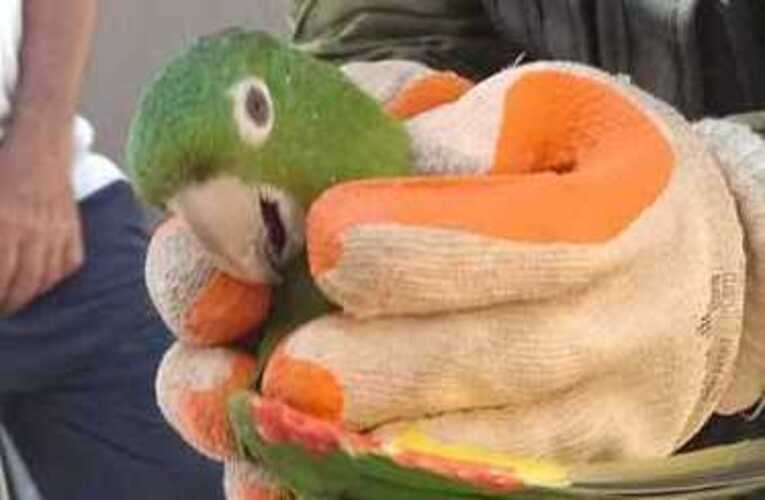 Guarda Municipal de Maricá resgata animais silvestres em diferentes bairros