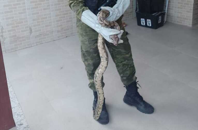 Guarda Municipal resgata jiboia ferida em residência no Retiro
