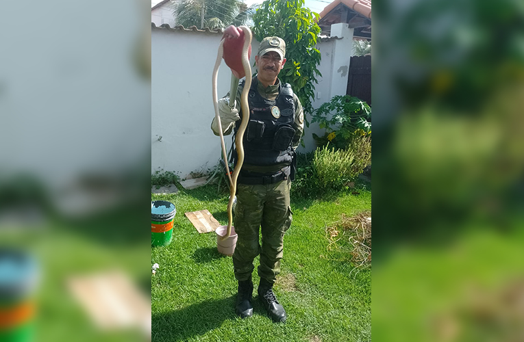 Serpente é resgatada em Itaipuaçu por agentes do Gedam