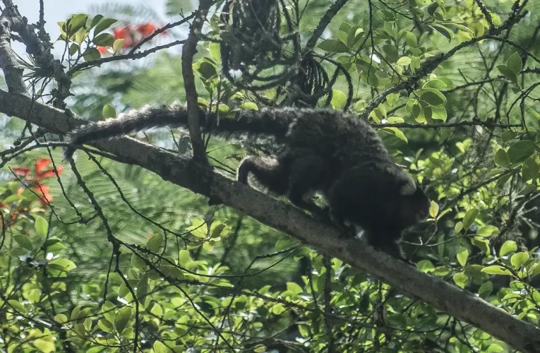 Terapia adaptada diminui mortes por febre amarela em 84%