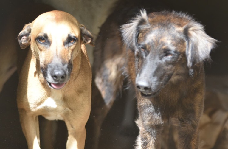 Cães resgatados em Araçatiba recebem cuidados e aguardam adoção responsável