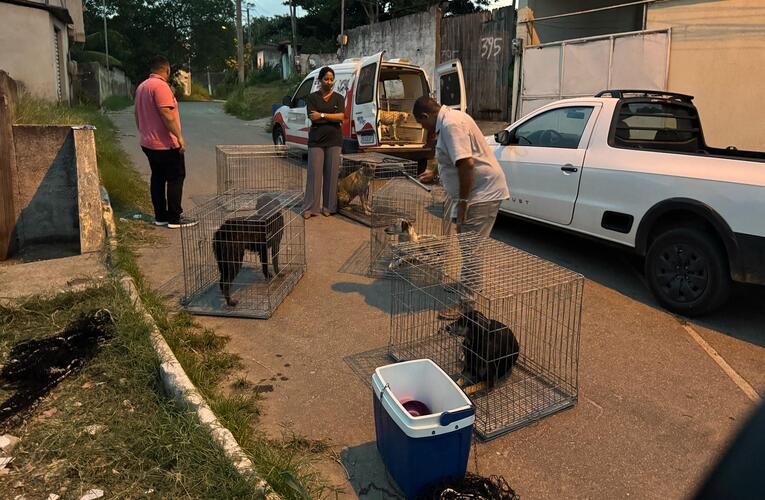 Prefeitura de Maricá resgata cães agressivos em Araçatiba após ataques a moradores