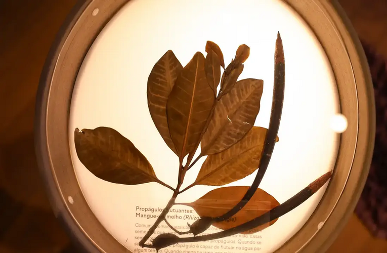 Museu do Jardim Botânico do Rio celebra Mata Atlântica em exposição
