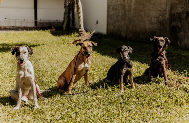 Maricá inicia socialização da Gangue do Caramelo para adoção responsável