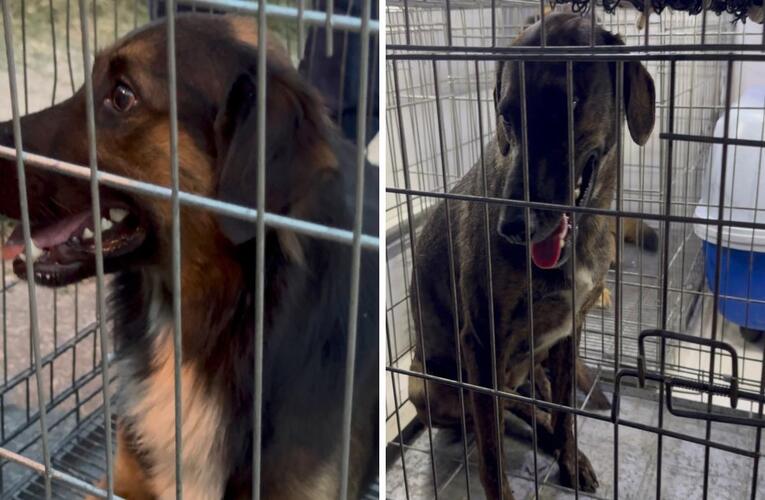 Secretaria de Bem-Estar Animal resgata cães em Araçatiba