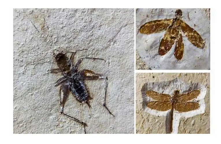 Brasil recupera 25 fósseis de insetos que seriam vendidos no exterior
