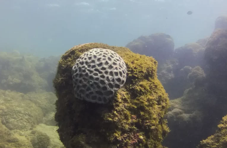 Unesco reconhece projeto brasileiro que busca preservar corais em PE