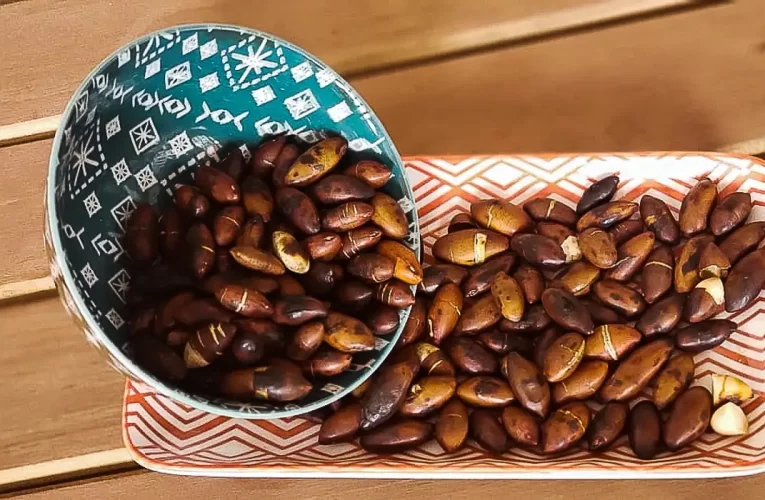 Redes comunitárias fornecem sementes para restauração ambiental