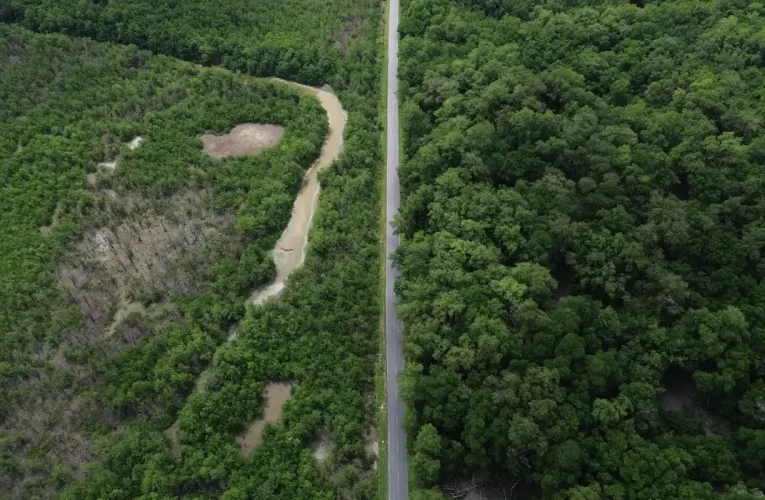 Construção de estradas impacta mangue amazônico