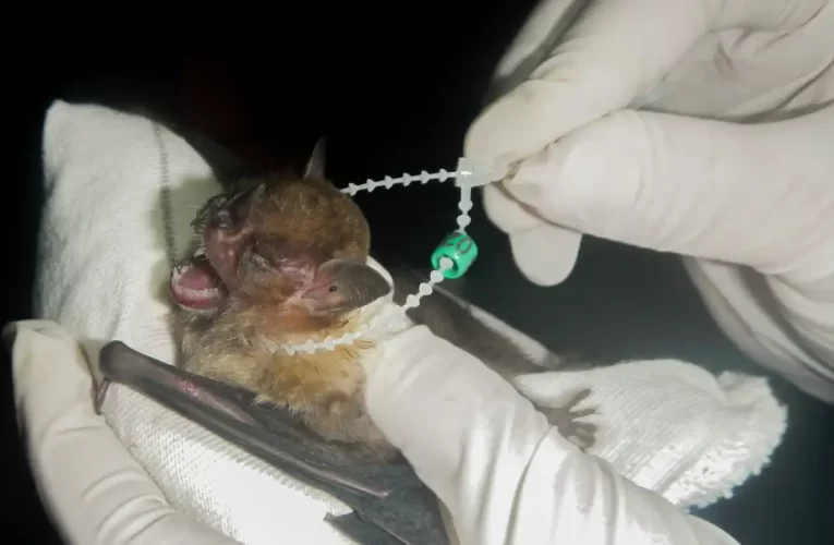 DF tem dois casos de raiva em morcegos e Saúde intensifica cuidados