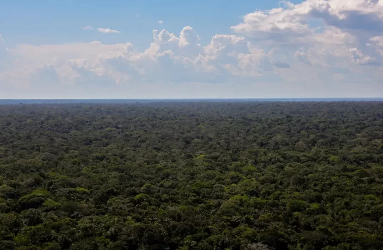 Organizações sociais propõem plano para investimentos na Amazônia